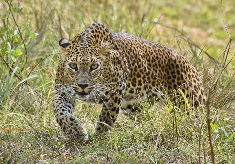 srilanka-trip-6889809_1280